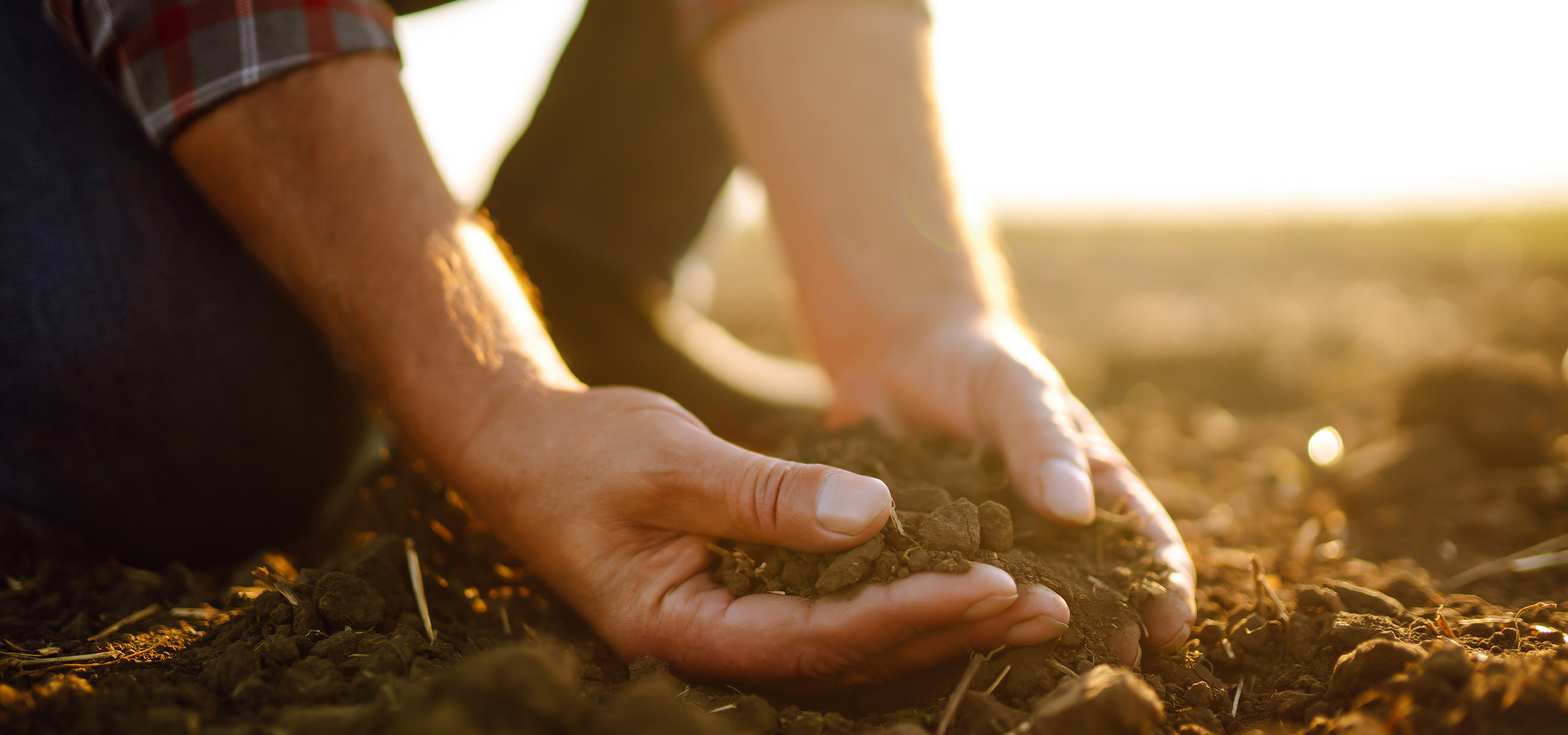 Anchor Ingredients Anchorregen Improving Soil