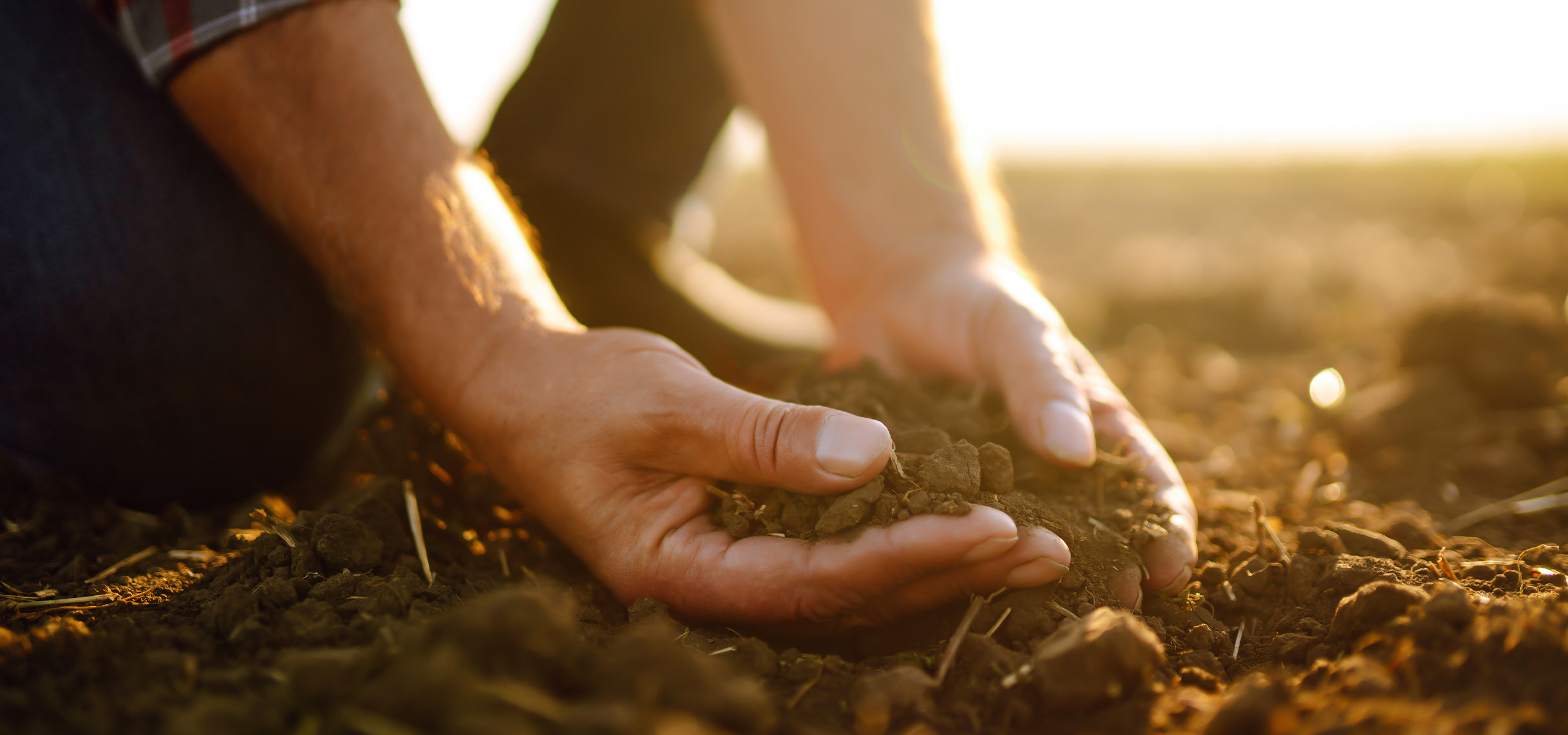 Anchor Ingredients Growers From Farm To Food