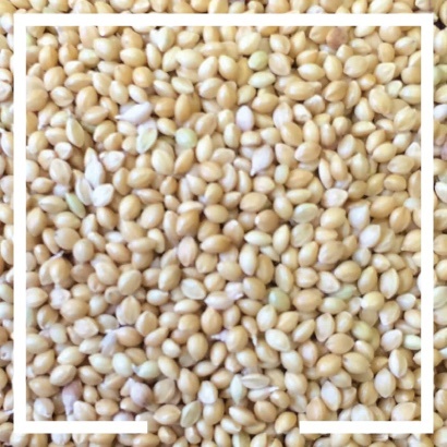 Anchor Ingredients Cover Crop Seed Golden German Millet