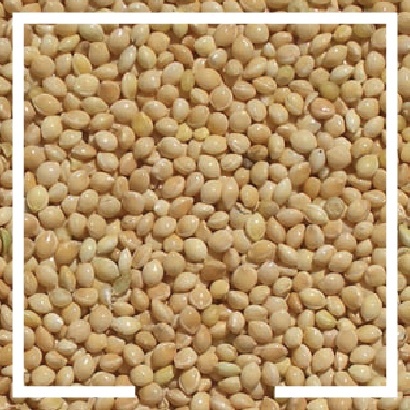 Anchor Ingredients Cover Crop Seed White Proso Millet